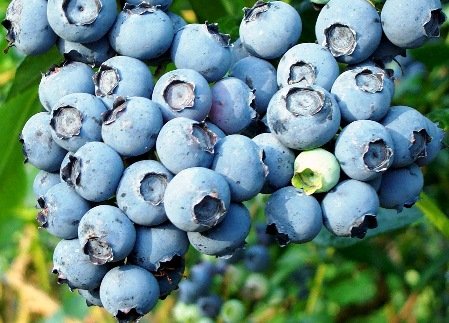 Guide-to-beauty-wellness-blueberry-and-recipes-for-the-skin-image-2