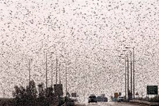 Serbia is invaded by insects